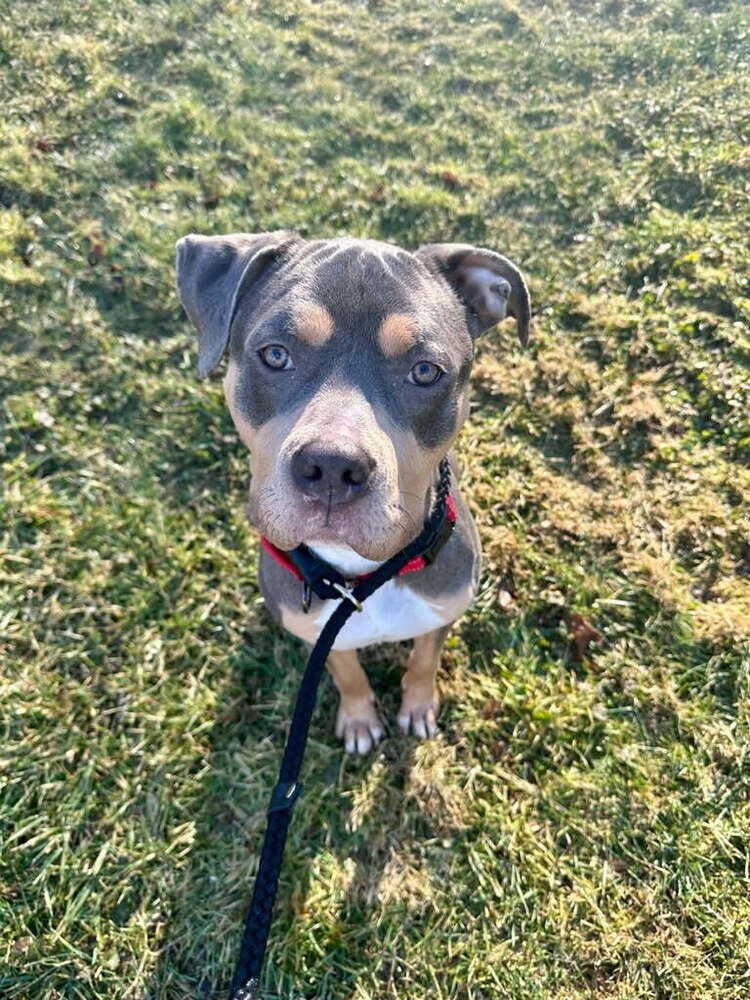 BIJOU - American Pit Bull Terrier available for adoption