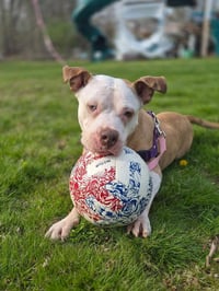 Louie - Photo 1