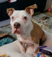Louie - Photo 2