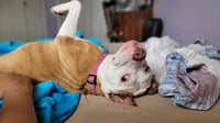 Louie - Photo 3