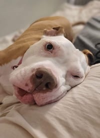 Louie - Photo 4