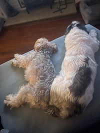 Miley and Oreo - Photo 4