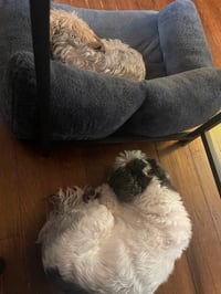 Miley and Oreo - Photo 2