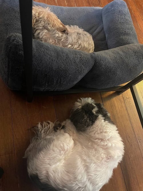 MILEY AND OREO - Shih Tzu available for adoption