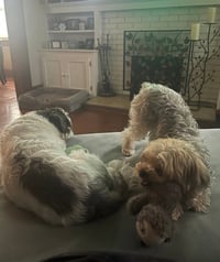 Miley and Oreo - Photo 3