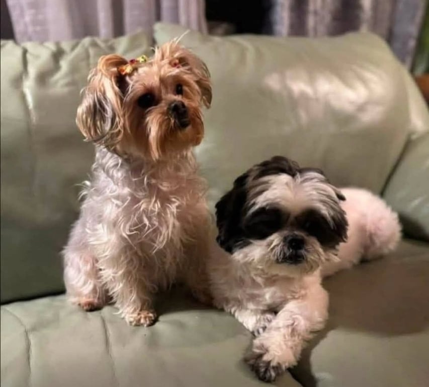 Miley and Oreo Image