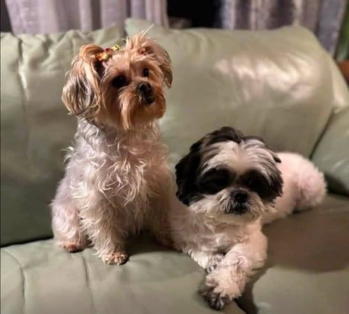 MILEY AND OREO - Shih Tzu for adoption in Newark