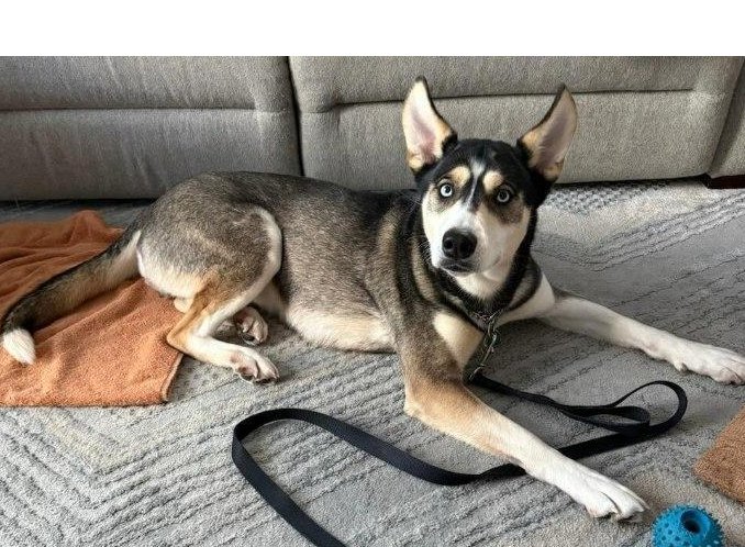 MIA - Husky available for adoption