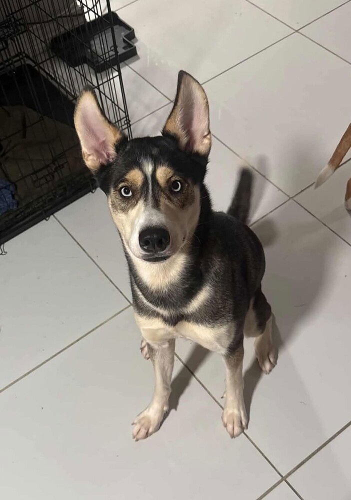 MIA - Husky available for adoption