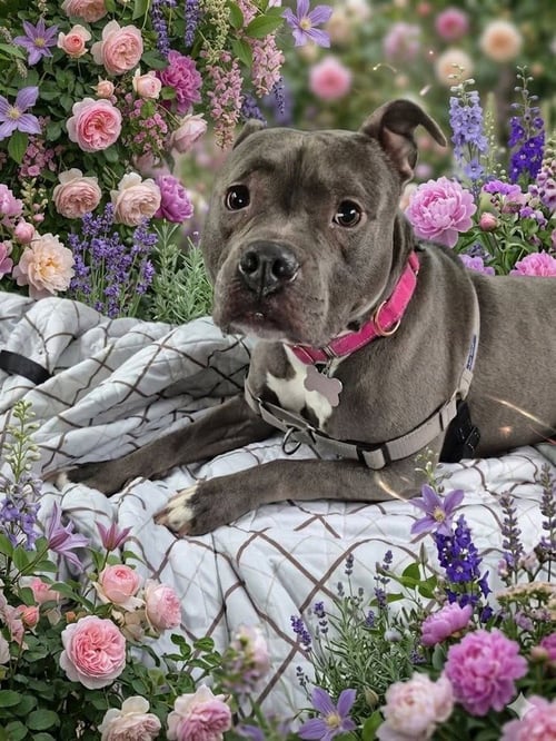 HARLEY - Pit Bull Terrier available for adoption