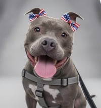 Harley - Photo 1