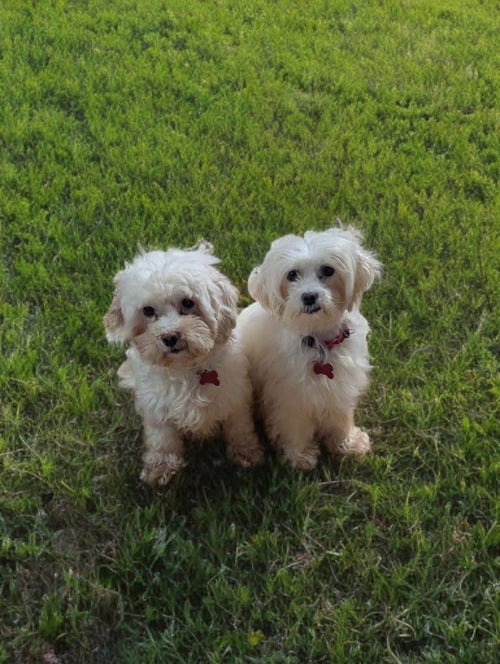 LILA - Maltese / Poodle (Miniature) for adoption in Newark