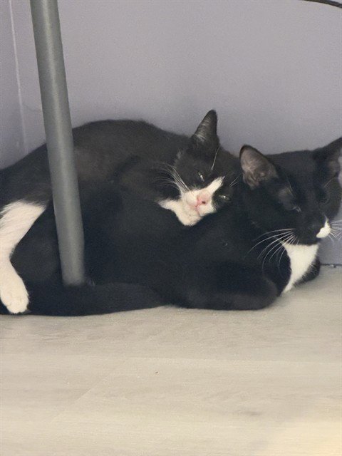 VOODOO - Domestic Short Hair available for adoption