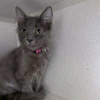 DUST BUNNY - Photo 1