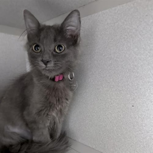 DUST BUNNY - Domestic Medium Hair available for adoption