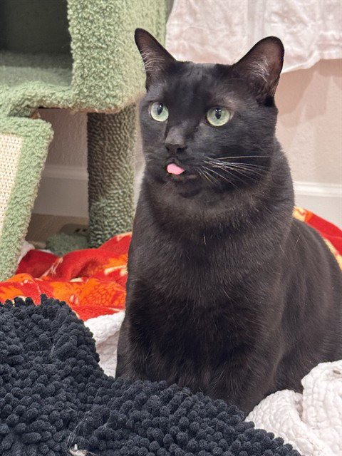 MILO Image