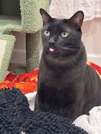 MILO - Photo 1