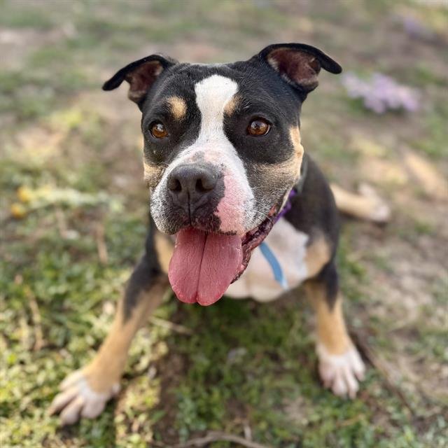 BUZZ - Staffordshire Bull Terrier available for adoption