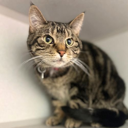 LORDE - Domestic Short Hair for adoption in Aurora