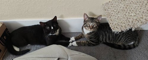 DRUMSTICK - Domestic Short Hair for adoption in Aurora