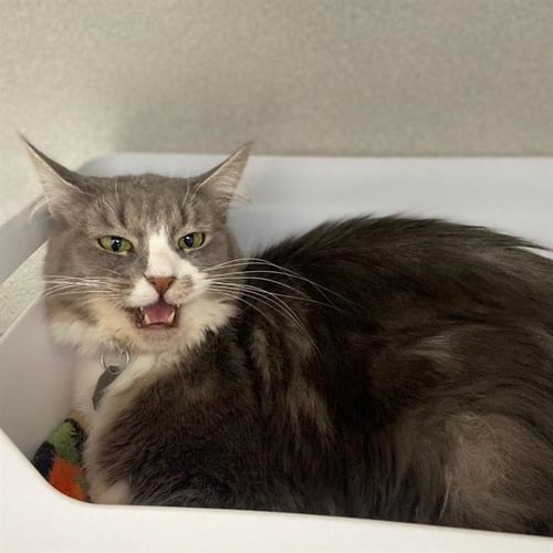 LOLA - Domestic Long Hair available for adoption