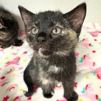 KIT-KAT - Photo 1