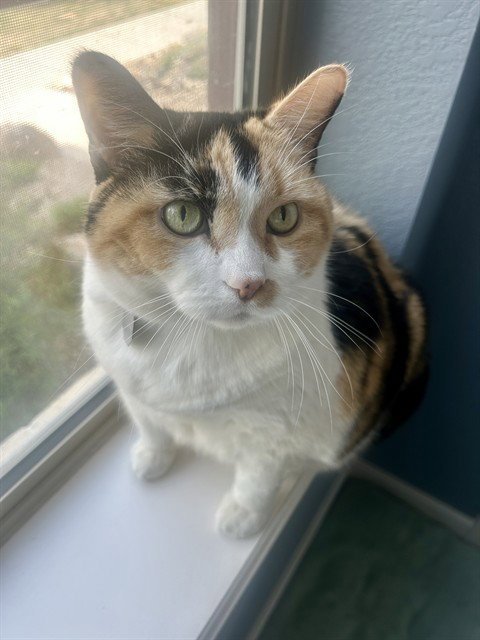 LUCY Image