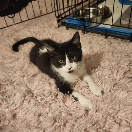 GATOLEO - Domestic Short Hair available for adoption