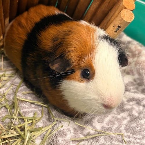 MR. WOOFLES - Guinea Pig available for adoption