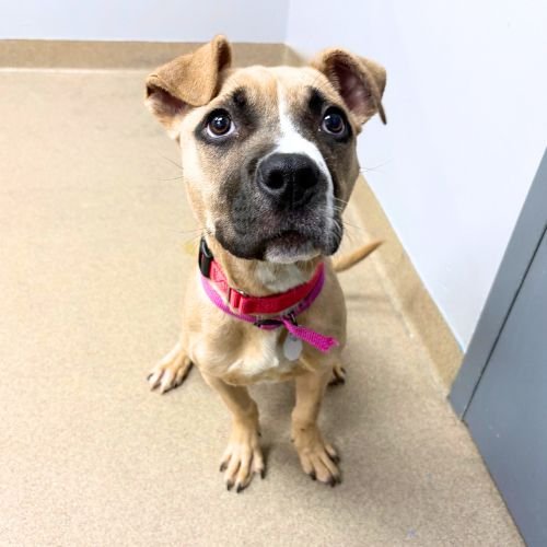 CINNAMON - Pit Bull Terrier available for adoption