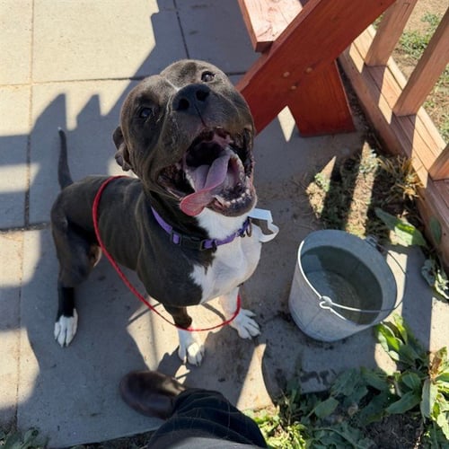 DUKE - American Pit Bull Terrier available for adoption