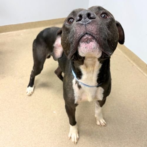 DUKE - American Pit Bull Terrier available for adoption