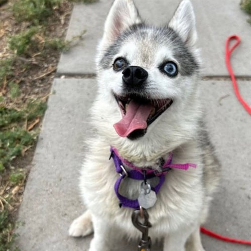 MEMPHIS - Pomeranian / Alaskan Klee Kai available for adoption