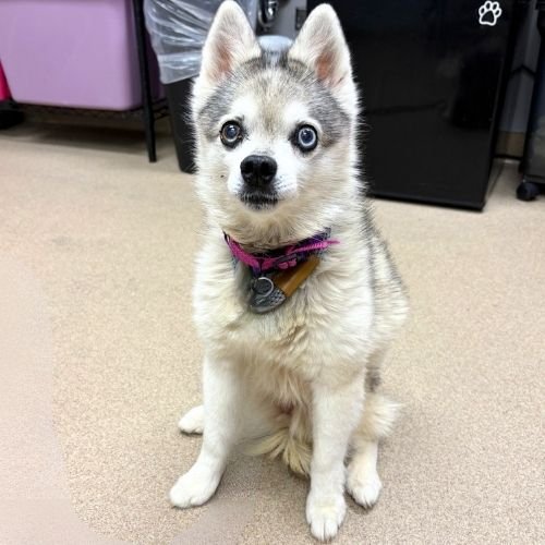 MEMPHIS - Pomeranian / Alaskan Klee Kai available for adoption