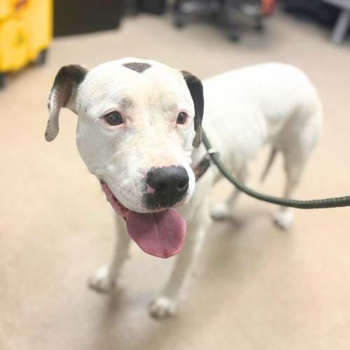 BLANCA - American Staffordshire Terrier available for adoption