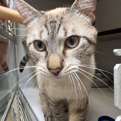 FLIK - Domestic Medium Hair available for adoption