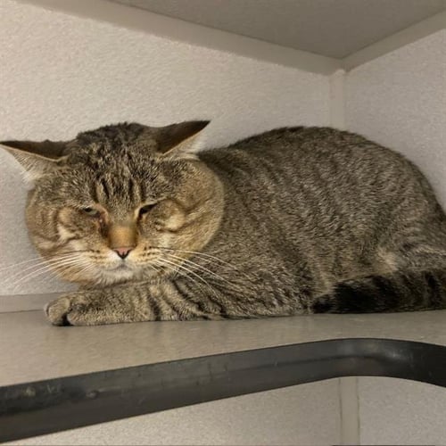 BUBBA - Domestic Short Hair available for adoption