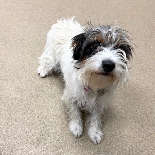 GEORGIA - Jack Russell Terrier (Parson Russell Terrier) available for adoption