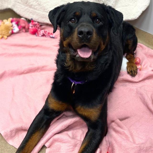 LEO - Rottweiler available for adoption