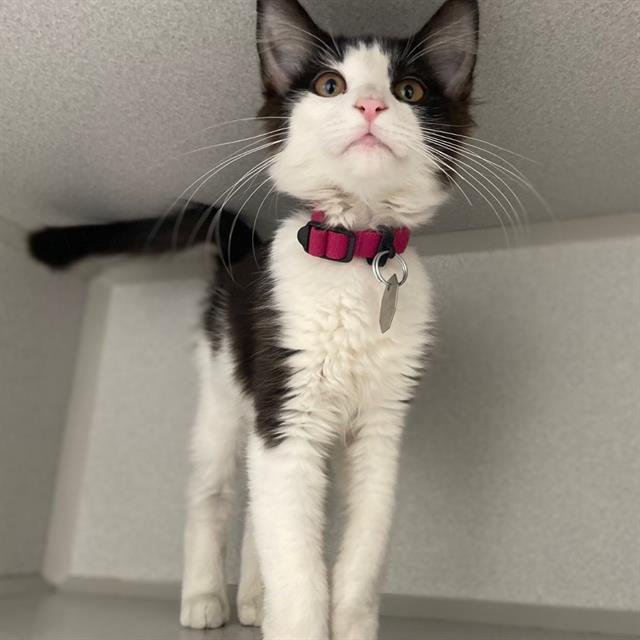 OREO Image