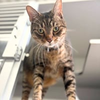 RAJAH - Photo 1