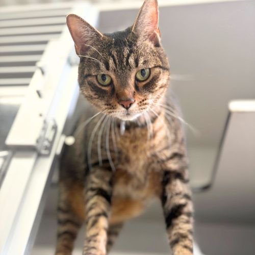 RAJAH - Domestic Short Hair available for adoption
