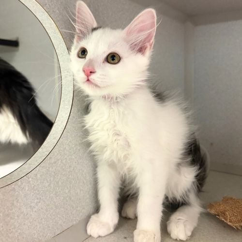 CRUELLA - Domestic Medium Hair available for adoption