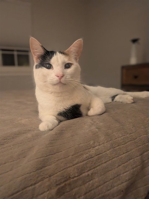 PENNY - Domestic Short Hair available for adoption