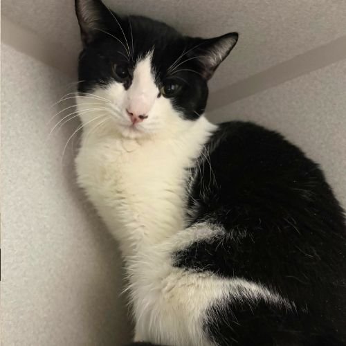 MEGUMI - Domestic Short Hair for adoption in Aurora