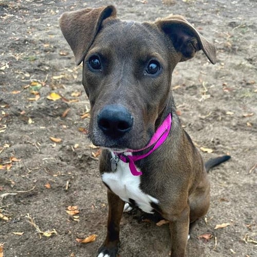 KORRA - American Pit Bull Terrier available for adoption