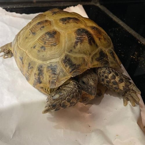 DIMITRI - Tortoise available for adoption