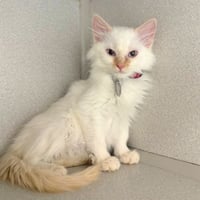 WHITE DIAMOND - Photo 1