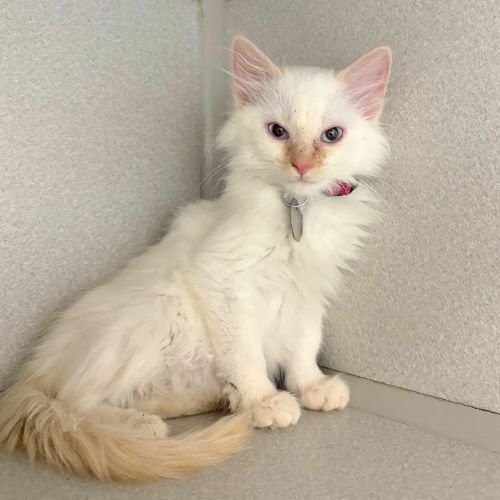 WHITE DIAMOND - Domestic Medium Hair available for adoption