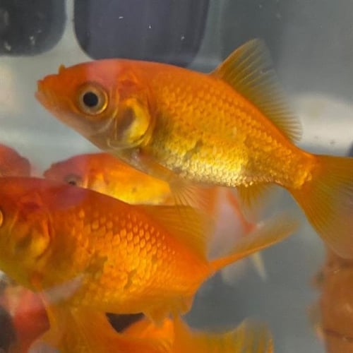 CARRIE FISHER - Fish available for adoption